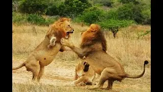Lion vs Wildebeest Real Fight!! Animal Fight!!