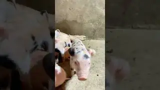 Healthy piglets #newbornbaby #babypig #pigletlove #short #backyardfarmer #animalcare #animalbreeding
