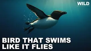 Razorbill: The Tesla Bird
