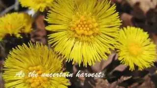 A Prayer in Spring- A Poem by Robert Frost