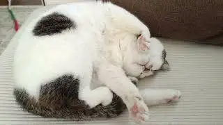 26年1月22日凪（ナギ）が伸びをしたかと思えば、そのまま寝てしまいました💤　　　　　　普段の猫たちのなにげない行動ばかりですが、よろしければチャンネル登録よろしくお願いします🤗