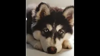 Husky Canine Snake Avoidance Training - Train Siberian Huskies in Canine Snake Avoidance