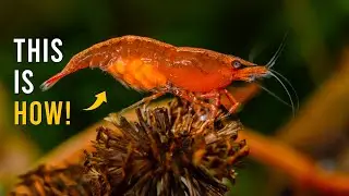 Red Cherry Shrimp Giving Birth - Rare MUST-SEE Moment!