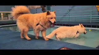 My dogs enjoying the dog park in Dubai