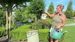 Tour and Upkeep Of The Stunning English Formal Rose Garden In My Backyard - June 2024