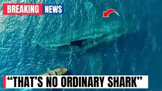 Scientists Secretly Tracked Moving Heat Source Until Final Video Exposed the Sea Monster Behind It!