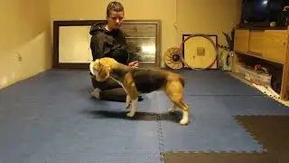 Nosework Training - Getting Started With An Indication
