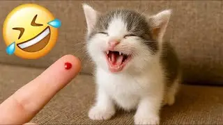 When God Sends You Funny  Cats 😹🐶Funniest Pets Compilation That Will Make You Laugh Until 🐾