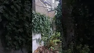 cold rain London Westminster 13th Jan  1pm #live #travel #lifeinlondon #winter #storm #weather