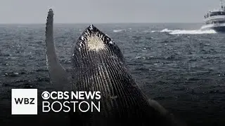 Whale watching season begins in Boston after delay