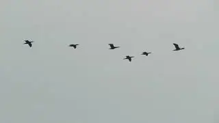 MVI 0124  Little Cormorants Flying, Vellode Brd Snctry, 011122