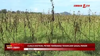CUACA EKSTRIM, PETANI TEMBAKAU TERANCAM GAGAL PANEN