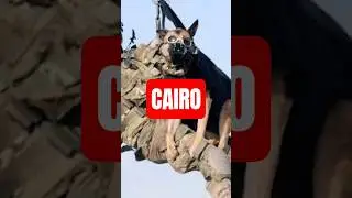 &laquo;Пилоты приземлились под огнём, чтобы спасти собаку&raquo; | Морской котик Роб О'Нил #армияСША #военные