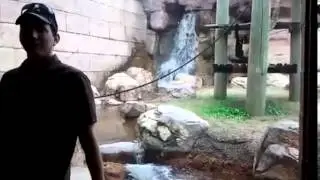 Jealous Monkey Fails Attack
