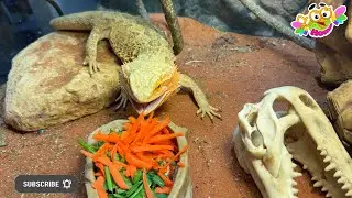Everyone loves carrots, not just bunnies. Морковку любят все, не только зайчики.