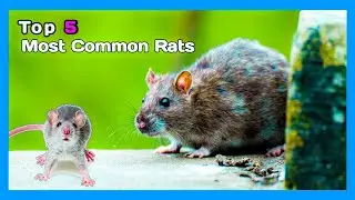 Top 5 Most Common Rats: Facts you Didn't Know