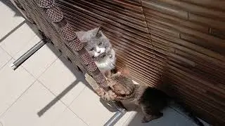 My Cat Took Hide & Seek Way Too Seriously 😂 💥 Zero Mercy, 100% FAIL #cat #kitten #video