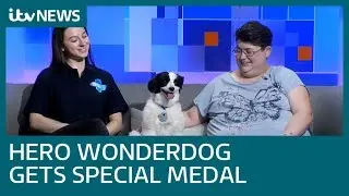 Life-saving wonderdog wins Blue Cross animal charity award | ITV News