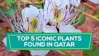 Top 5 iconic plants found in Qatar