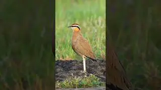 Jerdon's courser #bird #nature #birdphotography #birdvideography #wildlifephotography