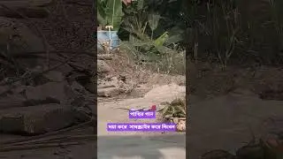 পাখির মজার খেলাধুলা 🐦 | Cute Bird Playing | Relaxing Moments