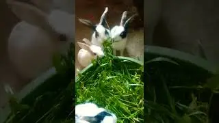 cute baby rabbits eating Grass #rabbit #babyrabbits #ytshorts #bunny