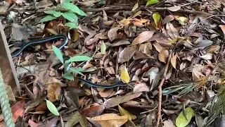 Malayan Blue Coral Snake (Calliophis Bivirgata)