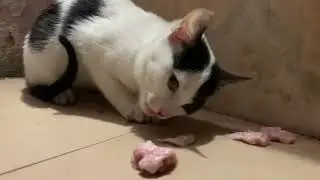 Angry Kitten Eats Food | Funny Kitten Eating Reaction