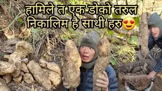 माघे सक्रान्तिको सुरुवात गरियो है गाइसहरु नब्बे साल देखि यता कन्दमुल खानु पुर्खाले सिकाएकोले