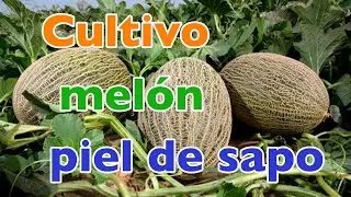 Programa de cultivo EcoCulture para melón piel de sapo