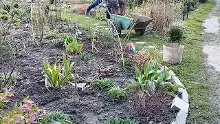 Garden cleaning. Top dressing of bulbous plants.