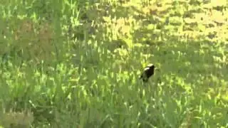 Bobolinks at Grant Creek Restoration Project at Midewin