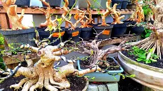  Cek Harga Berbagai Jenis Murmer WaO8533O175237 (BP Lumanjang)