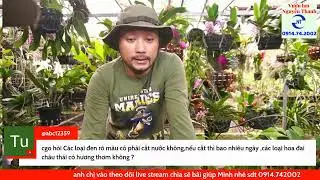 Chơi hoa lan Ngọc Điểm, Nghinh Xuân, Đai Châu