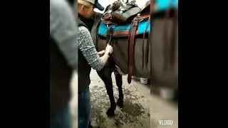 Total Saddle Fit gjord, hvilken st&oslash;rrelse b&oslash;r du ha?