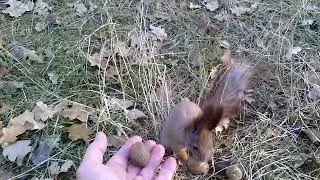 VID 20141030 103931