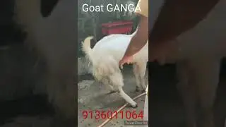 HANSA MALE                   9136011064
