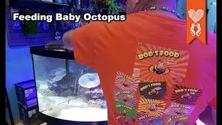 New Aquascaping Red Sea Peninsula 650 Display Tank and feeding baby octopus