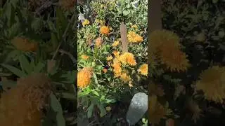 Garden Cleaning Before After Results 💚 Compost Soil Magic #shorts #plants#garden