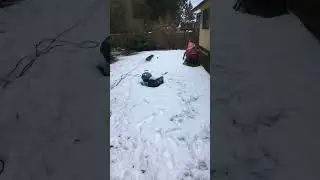 PUPPIES FIRST SNOW DAY | welcomesaeba #dog #dogshorts #puppy #doglover #dogs #pup #snow #christmas