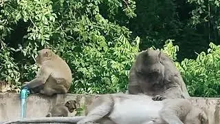 Inside the Monkey Forest! #monkey #forest #animal #cute #zoo #indonesia #india #tiktok #camping #ai