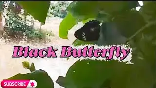 The black butterfly #live #butterfly #darkwings #butterflyshadow
