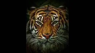 Eye of the Tiger (Strings)  -  Short Version | Jim Peterik & Frankie Sullivan