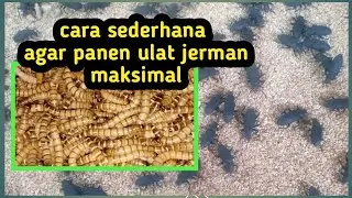 Tips dan langkah agar hasil panen ulat Jerman maksimal, terhindar dari serangan hama