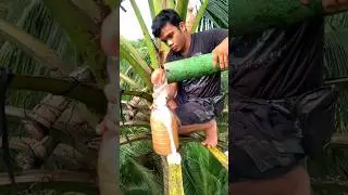 Natural drink neera🍻  #drink #fruitfarming #villagelife