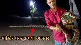 Indian rock python, the largest non-venomous snake of India. A wonderful rescue mission, a sensat...
