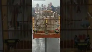Filhote REVELA&Ccedil;&Atilde;O  no torneio