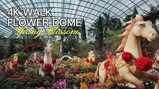 4K Flower Dome, Spring Blossom, 2026 (Gardens By The Bay, Singapore)