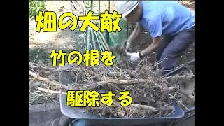 畑の大敵、竹の根を駆除する