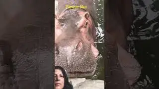 zookeeper trick to hippo #animals #facts #funny #pets
